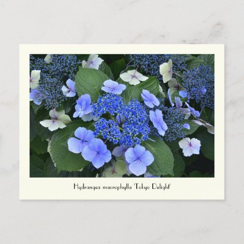 Blue Hydrangea Collectable Flower Postcards