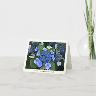 Blue Hydrangea Collectible Greeting Cards