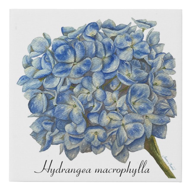 Blue Hydrangea  Faux Canvas Print (Front)