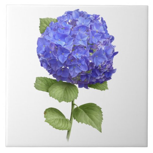 Blue Hydrangea Flower Botanical Art  Ceramic Tile