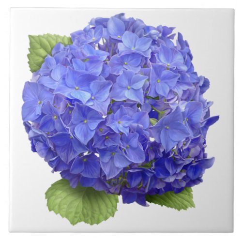 Blue Hydrangea Flower Botanical Art  Ceramic Tile