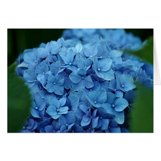 Blue hydrangea flower cards (Front Horizontal)