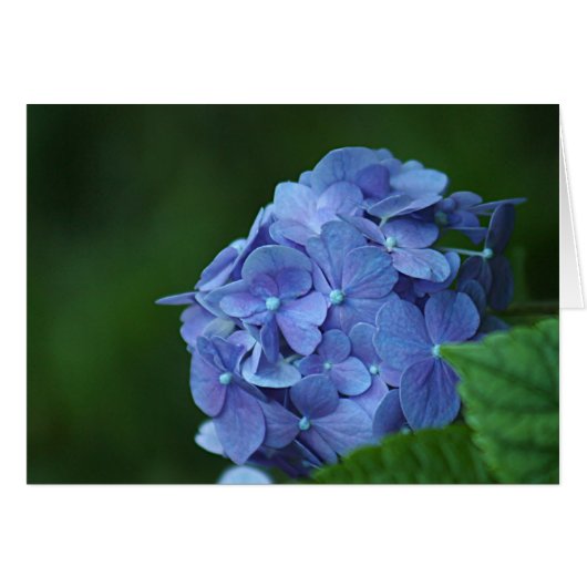 Blue hydrangea flower cards (Front Horizontal)