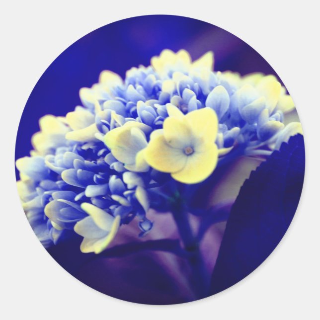 Blue Hydrangea Flower  Classic Round Sticker (Front)