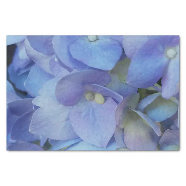 blue hydrangea flower closeup tissue paper | Zazzle