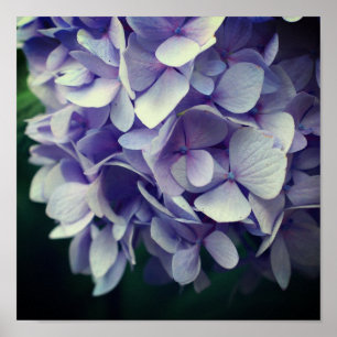 Blue Hydrangea Flower Petals Close Up  Poster