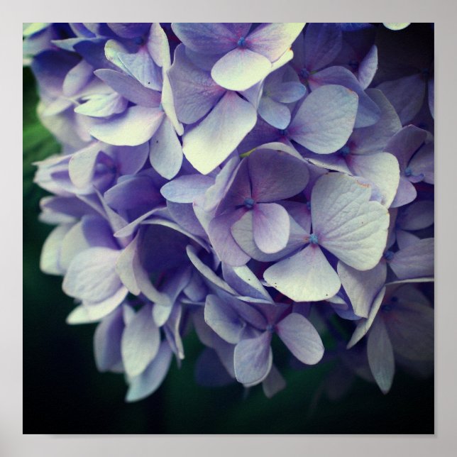 Blue Hydrangea Flower Petals Close Up  Poster (Front)