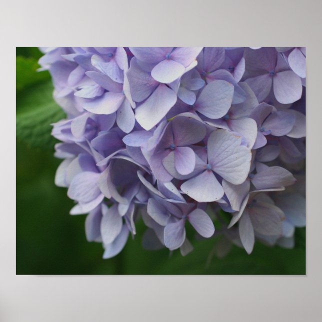 Blue Hydrangea Flower Petals Close Up Poster (Front)