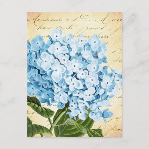 Blue Hydrangea Flower Vintage Botanical Postcard