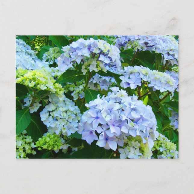 Blue Hydrangea Flowers Garden postcards Botanical (Front)