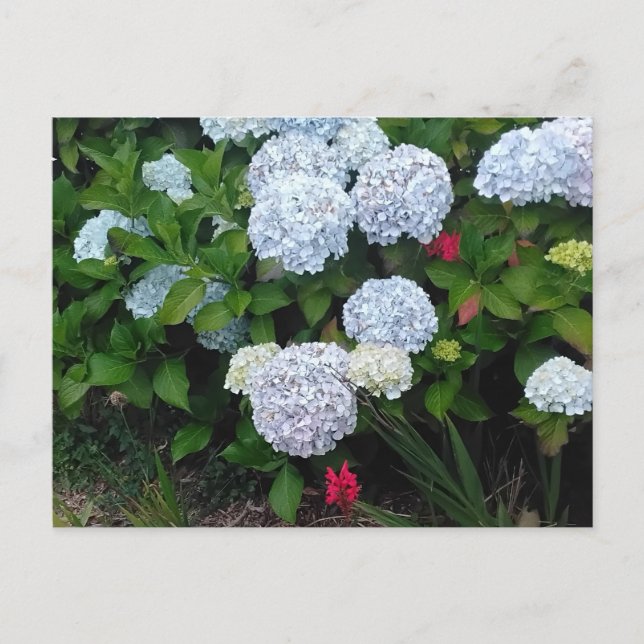 Blue Hydrangea Flowers in Summer Garden Postcard (Front)