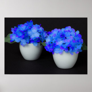 Blue Hydrangea flowers in white pots Poster