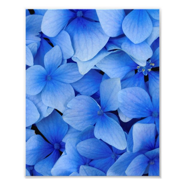 Blue Hydrangea Flowers Photo Print (Front)