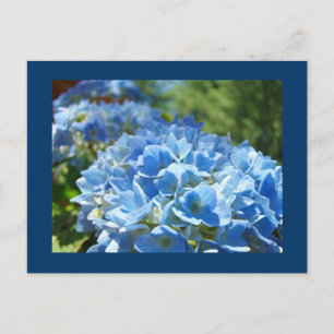 Blue Hydrangea Flowers postcards Add Your Text
