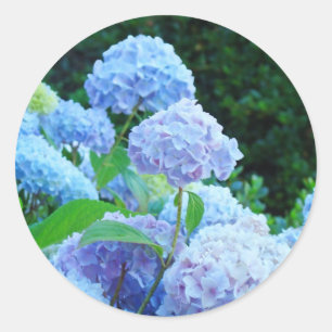 Blue Hydrangea Flowers stickers Summer Garden