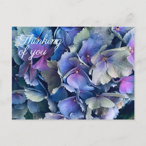 Blue Hydrangea Flowers Thinking of You Postcard