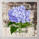 Blue hydrangea on rustic background poster