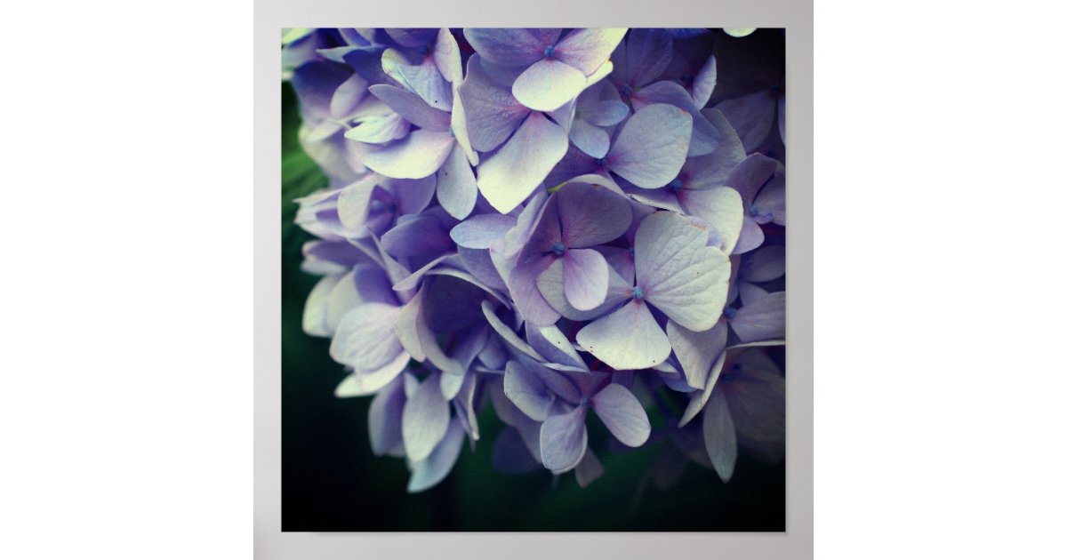 Blue Hydrangea Petals Close Up Poster | Zazzle