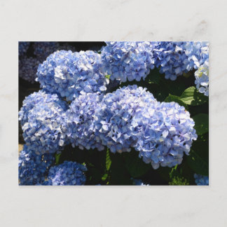Blue Hydrangea Postcard