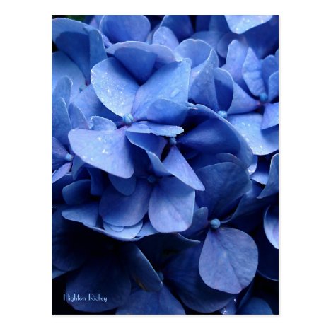 Blue Hydrangea postcard