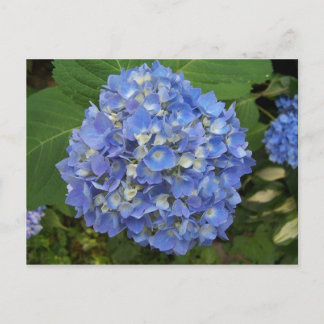 Blue -Hydrangea Postcard