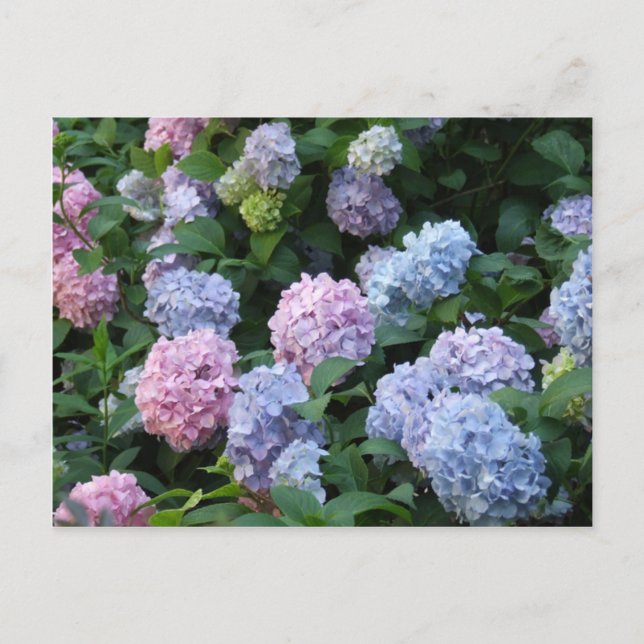 Blue Hydrangea Postcard (Front)