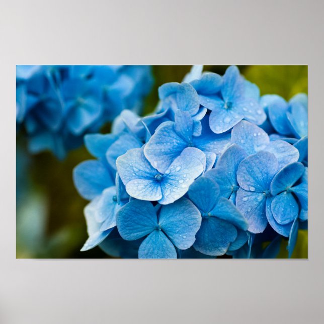 Blue Hydrangea Poster (Front)