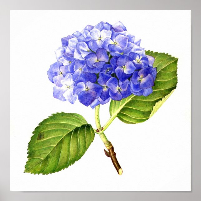 Blue Hydrangea Poster (Front)