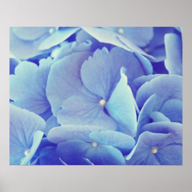 Blue Hydrangea Poster (Front)