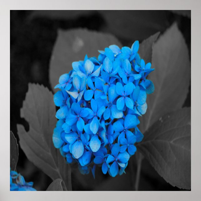 Blue hydrangea poster (Front)