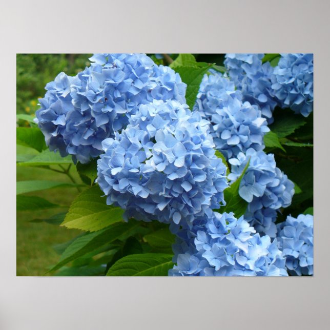 Blue Hydrangea Poster (Front)