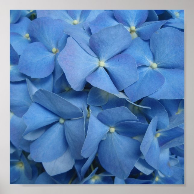 Blue Hydrangea Print (Front)