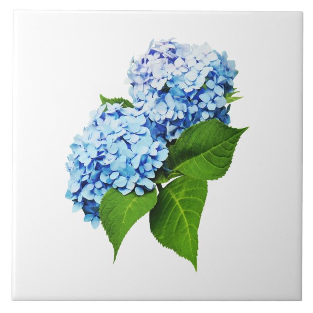 Blue Hydrangea Profile Tile (Front)