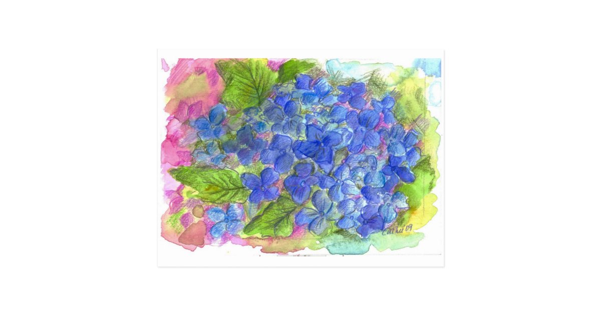 Blue Hydrangea Watercolor Flower Art Postcard Zazzle Com