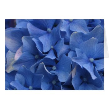 Blue Hydrangeas by ggbythebay at Zazzle