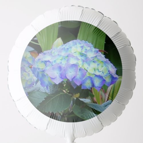 Blue Hydrangeas Flowers Floral Nature Photography Balloon