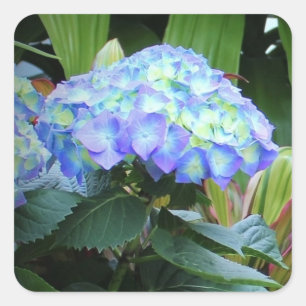 Blue Hydrangeas Flowers Floral Nature Photography  Square Sticker
