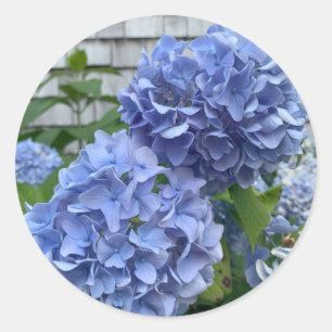 Blue Hydrangeas (Hydrangea macrophylla) stickers