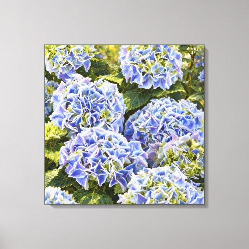 Blue Hydrangeas in Golden Garden Light Canvas Print
