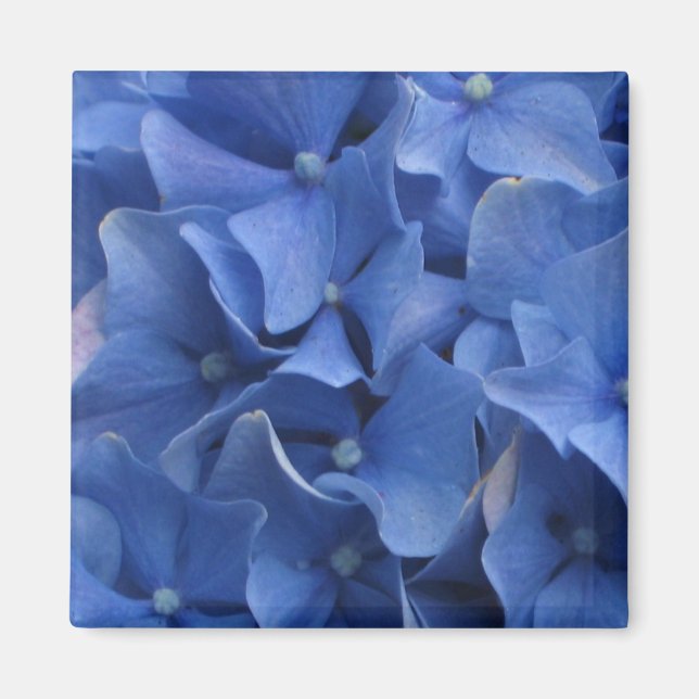 Blue Hydrangeas Magnet (Front)