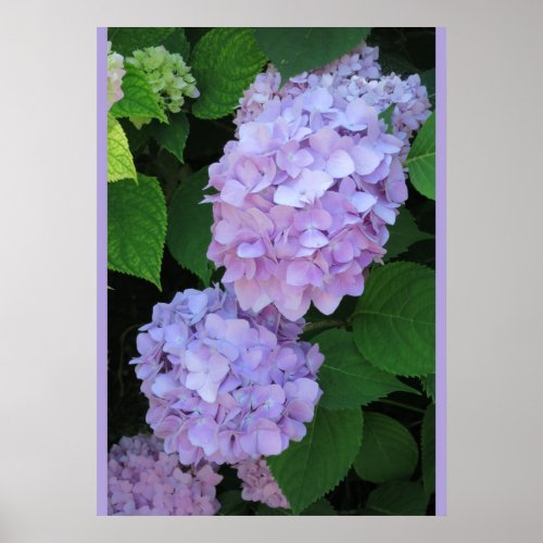 Blue Hydrangeas Photo Poster