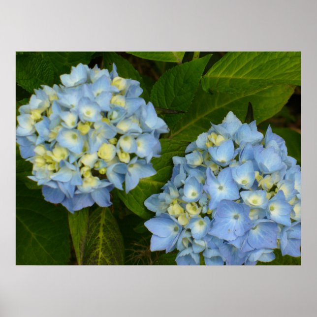 Blue Hydrangeas Poster (Front)