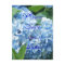Blue Hydrangeas Save our date postcard- customize