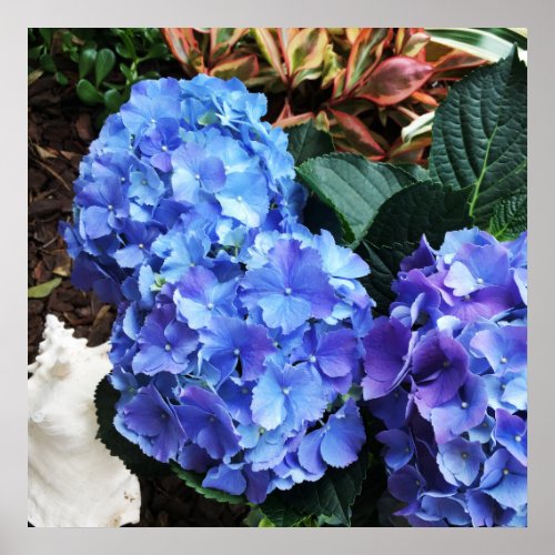 Blue Hydrangeas Tropical Garden Seashell Poster