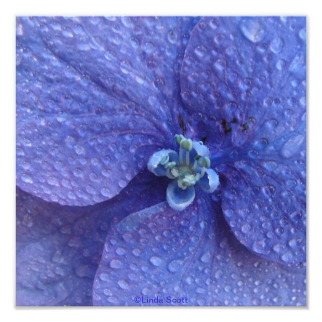 Blue Hydrenga Close up with rain drops Photo Print (Front)