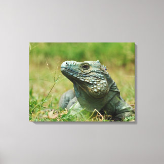 Blue Iguana Canvas Print