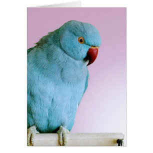 Blue Indian Ring Necked Parakeet With Red Nose Cards