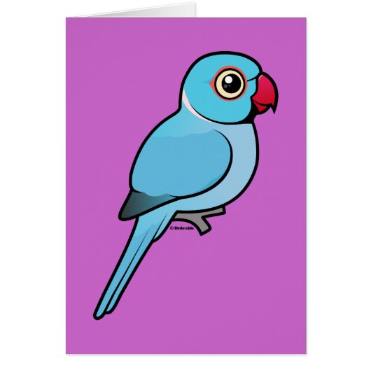 Blue Indian Ringneck Cards (Front)