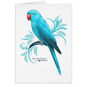 Blue Indian Ringneck Parrot Cards