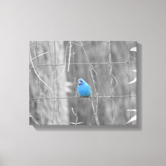 Blue Indigo Bird Canvas Print